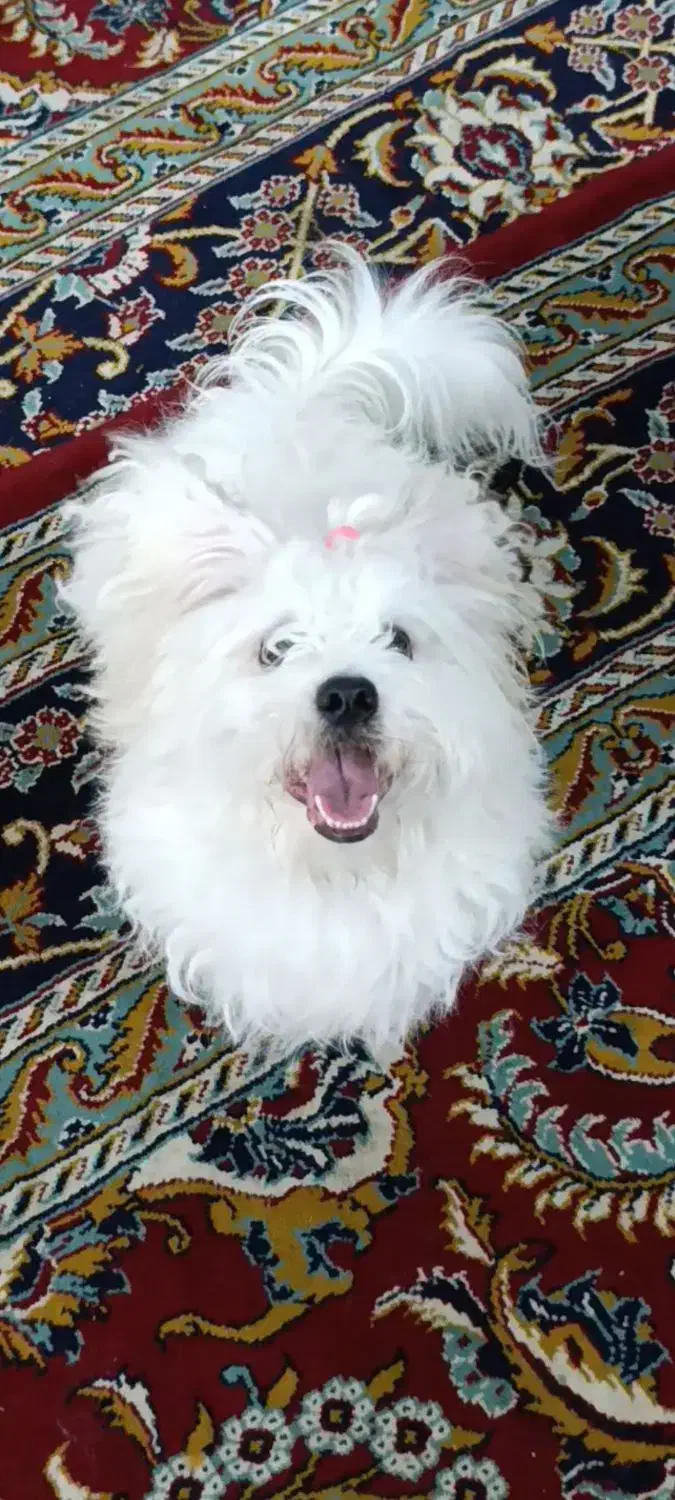 سگ شتیزو|سگ|مشهد, شهید معقول|دیوار