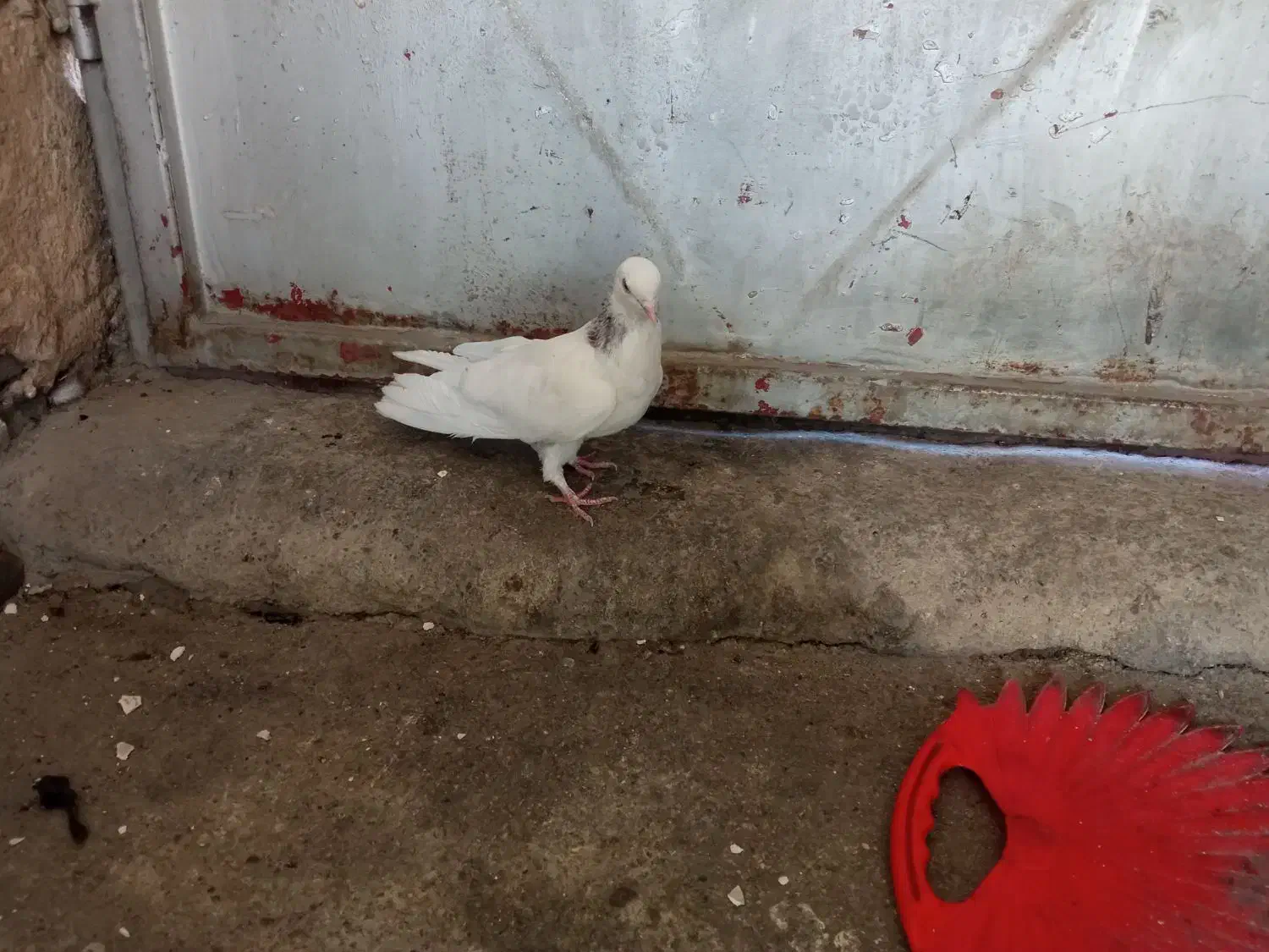 کبوتر سفید تهرانی|پرنده|بابا حیدر, |دیوار