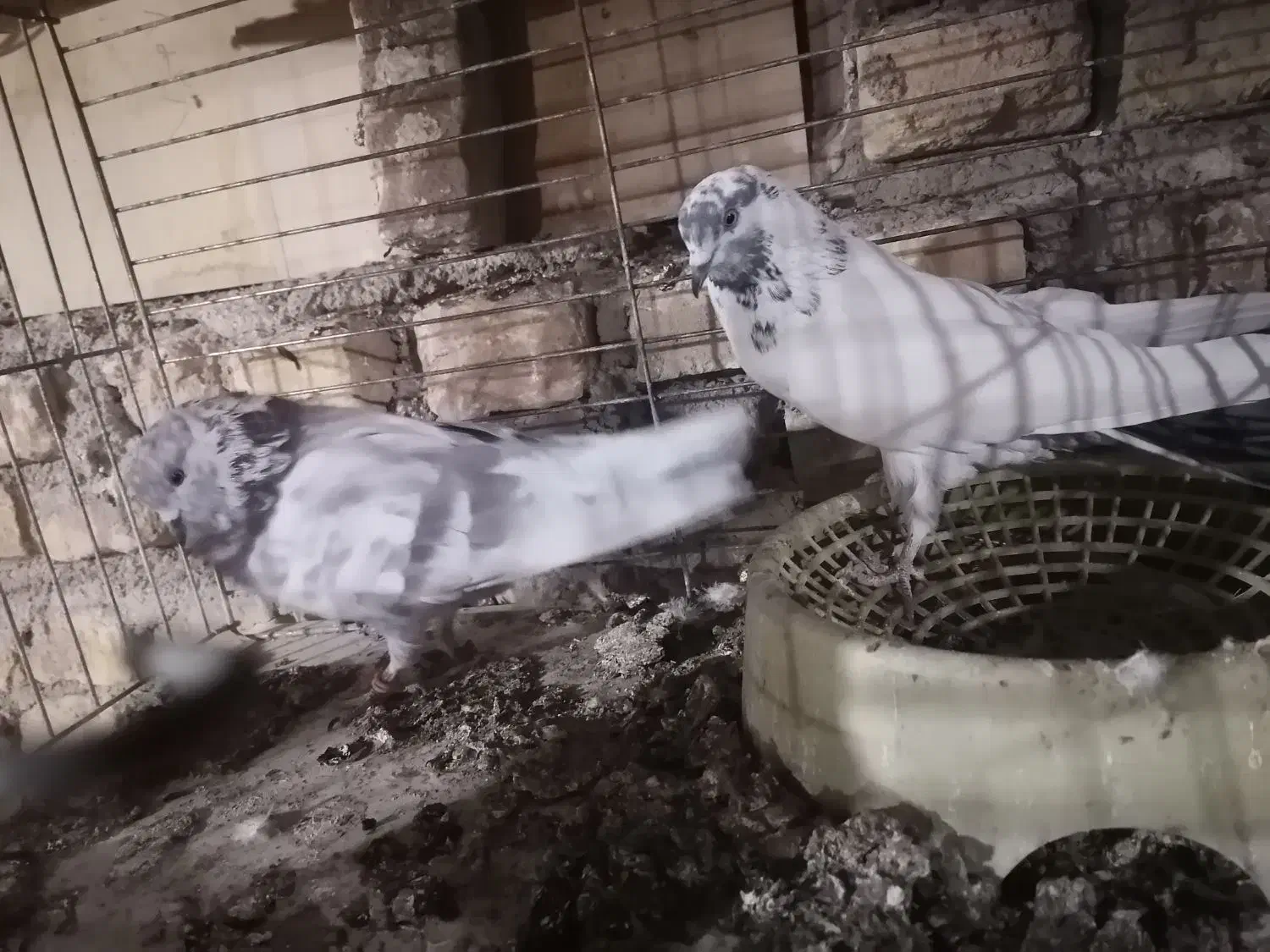 کفتر|پرنده|یزد, |دیوار