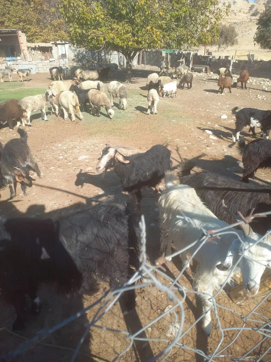 حیوان بز|حیوانات مزرعه|دشمن زیاری, |دیوار