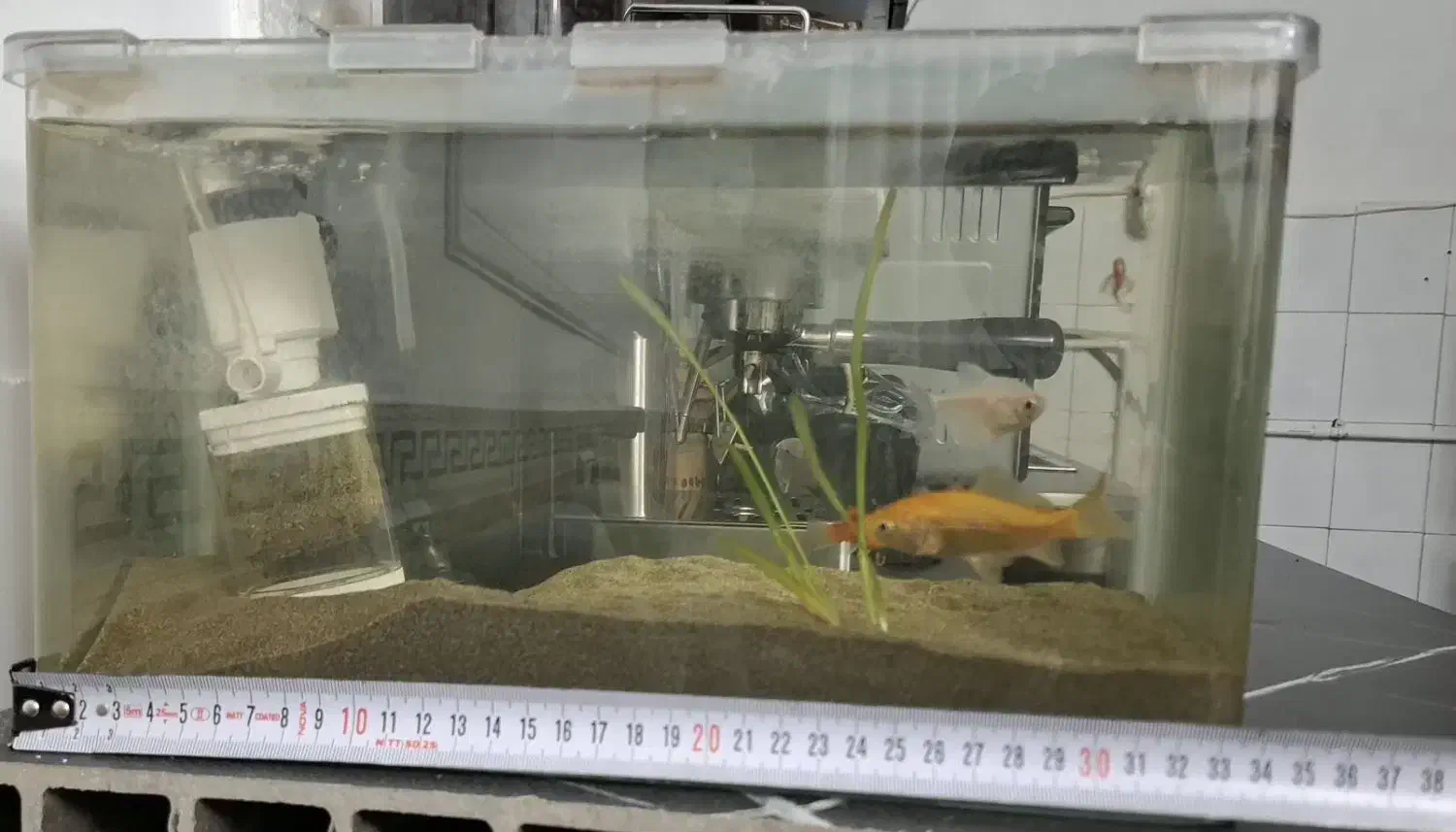 آکواریوم|ماهی|قدس, شهرقدس|دیوار