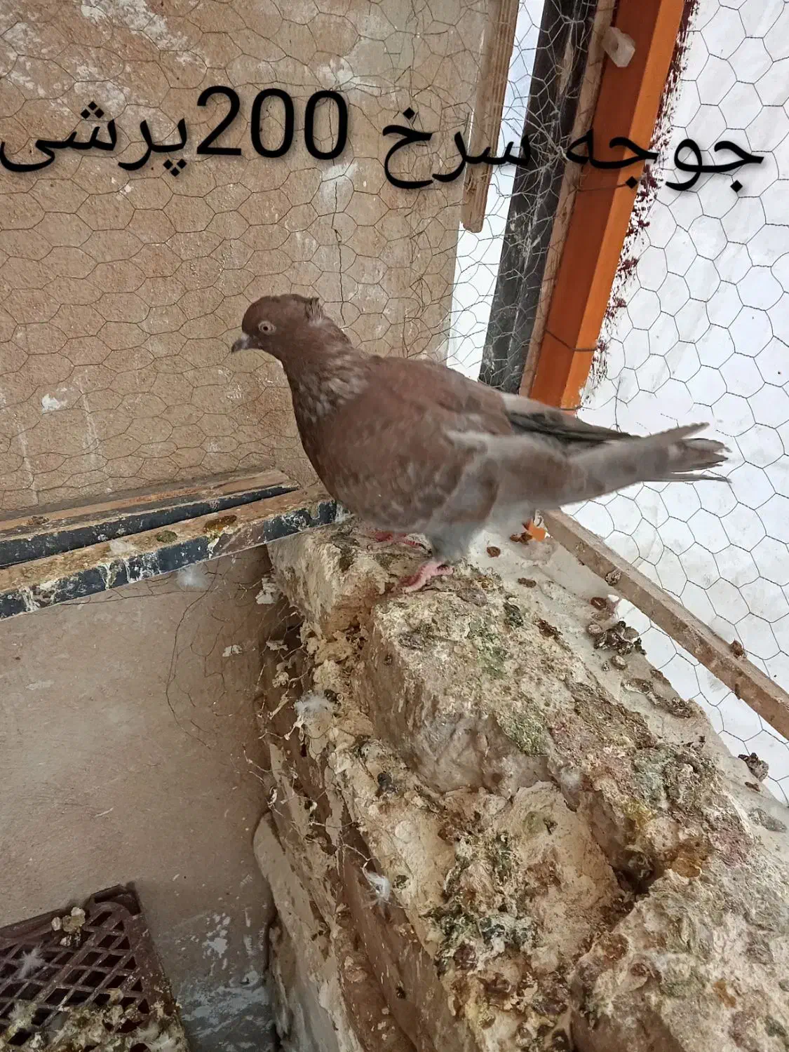 کبوتر|پرنده|رباط‌کریم, رباط‌کریم|دیوار