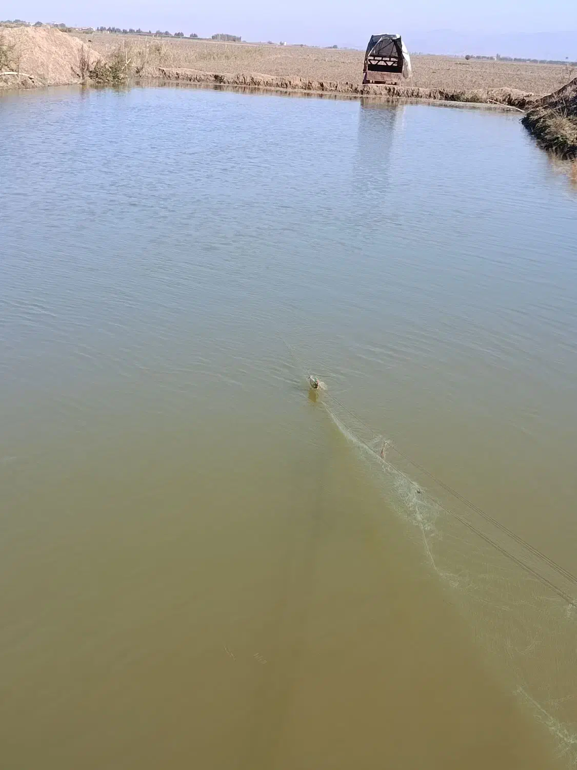 ماهی کپور آمور فیتیفاک|ماهی|دلند, |دیوار