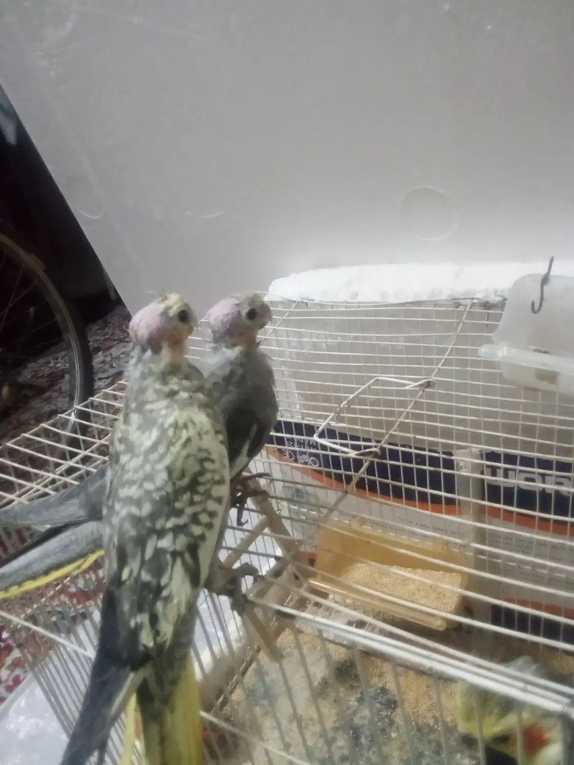 عروس هلندی جوجه|پرنده|تربت‌حیدریه, میدان مرکزی|دیوار