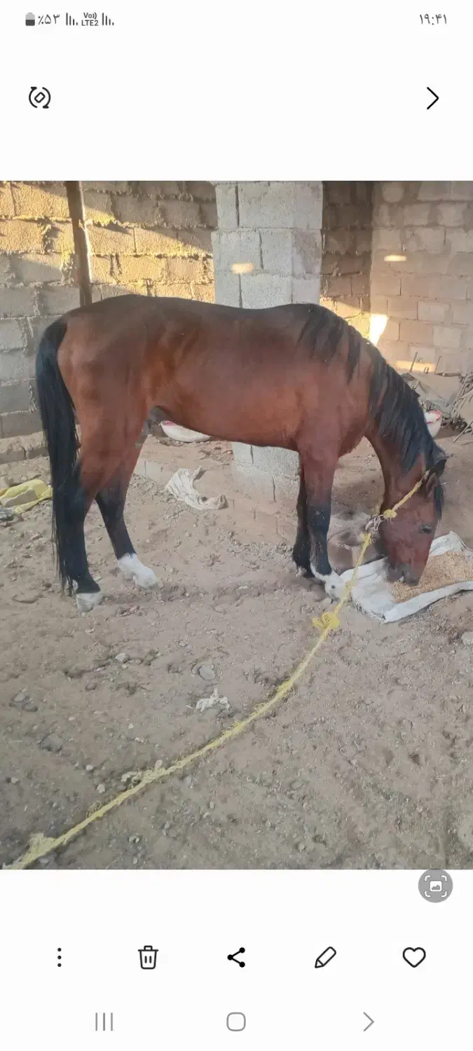 اسب فروشی|اسب و تجهیزات اسبسواری|جیرفت, |دیوار