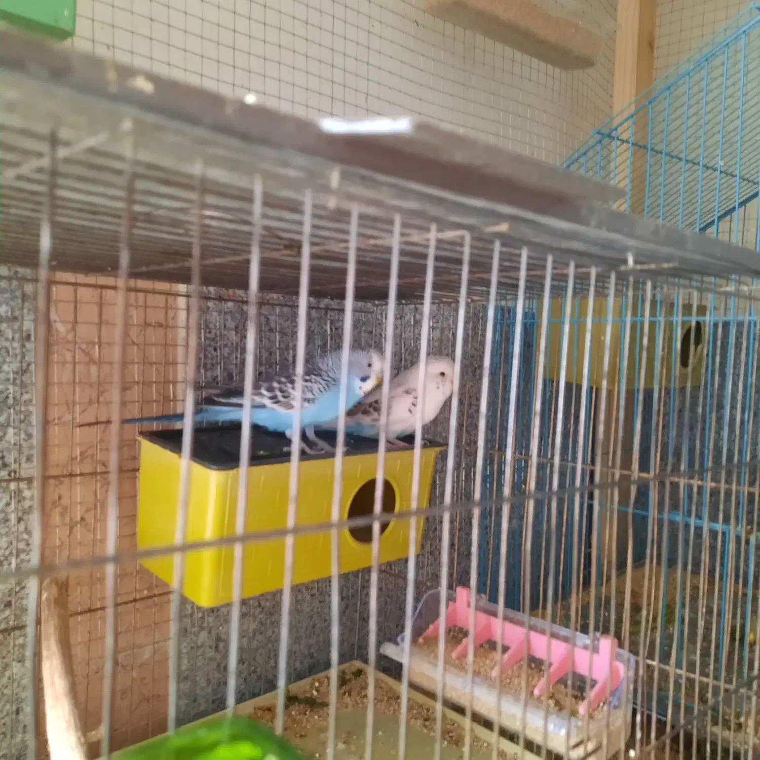 مرغ عشق مولد به ضمانت|پرنده|دماوند, گیلاوند|دیوار