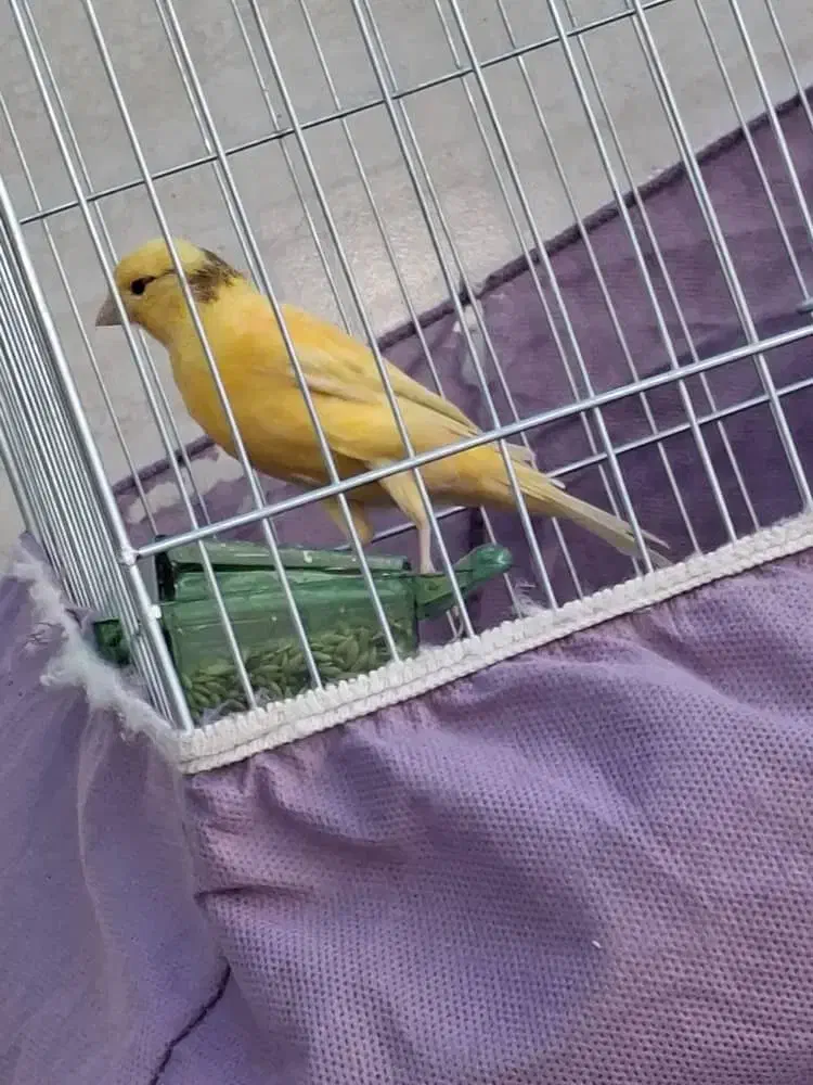 قناری جوان|پرنده|شوش, |دیوار