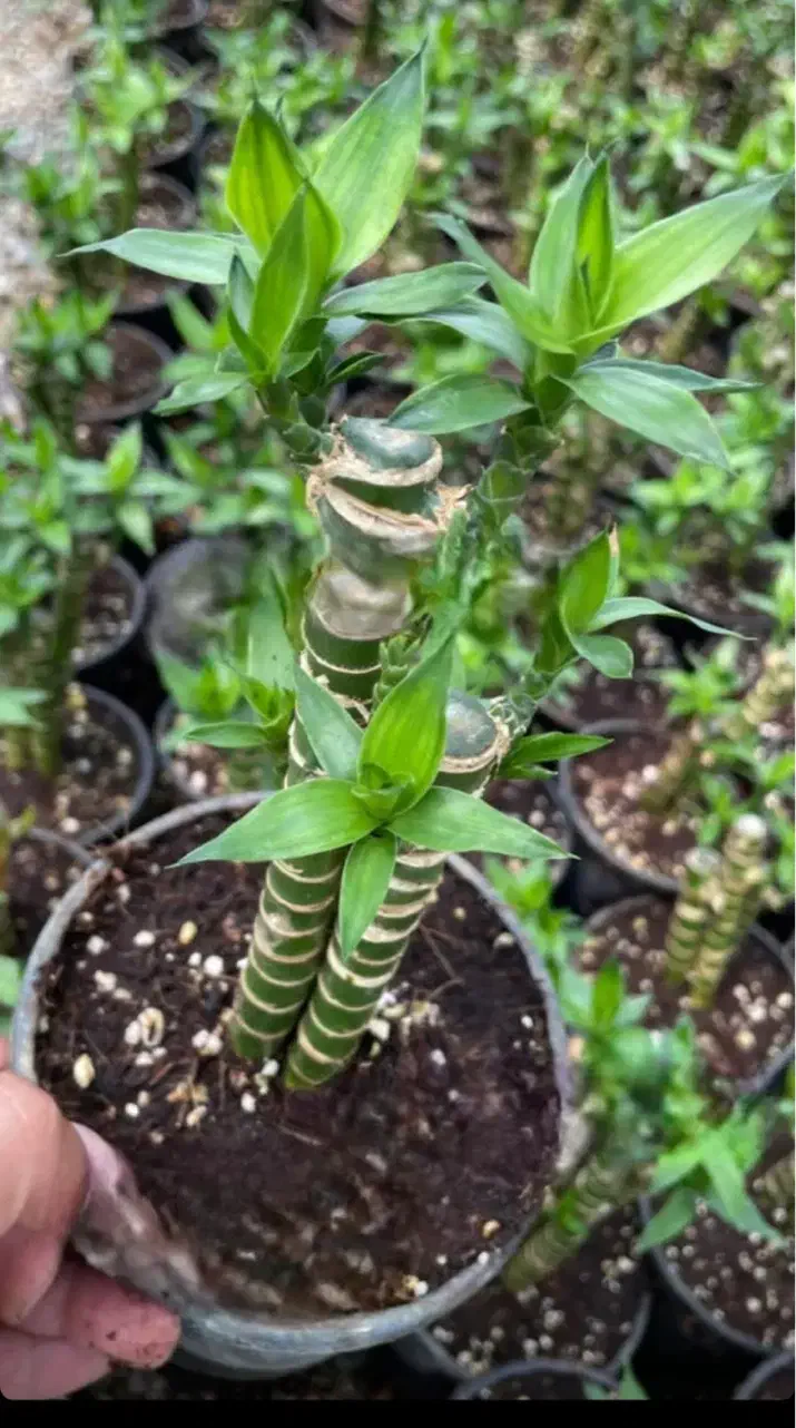 گل بامبو لوتوس خاکی|گل و گیاه طبیعی|شیراز, شهرک گلستان|دیوار