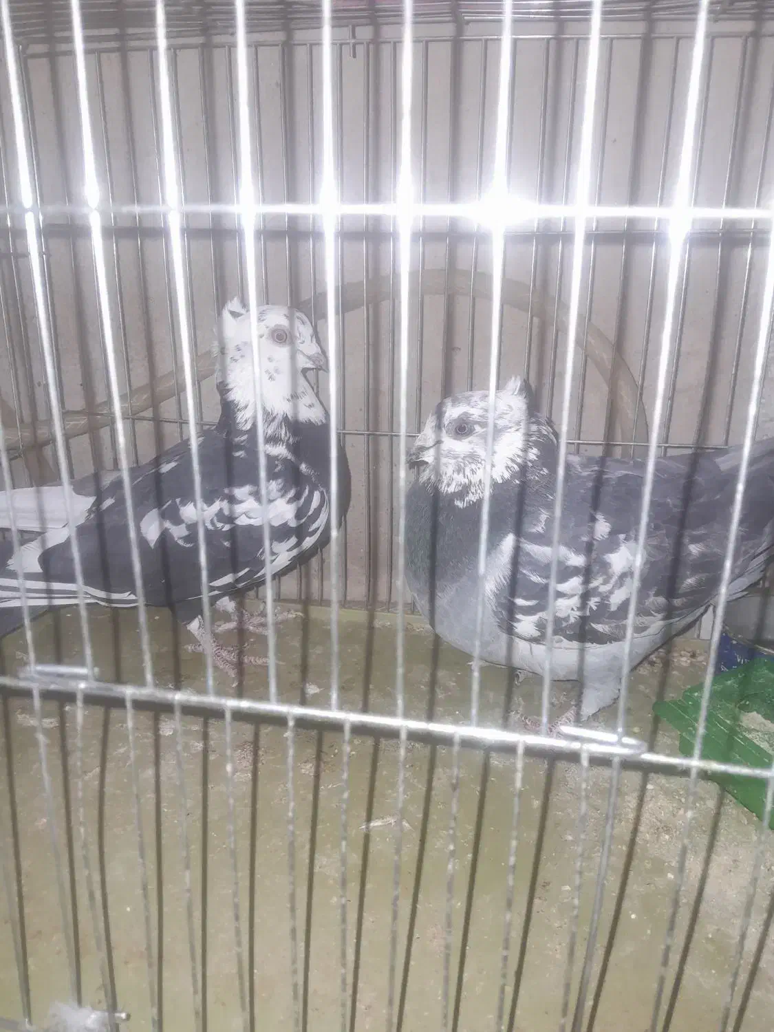 پرنده|پرنده|رفسنجان, |دیوار