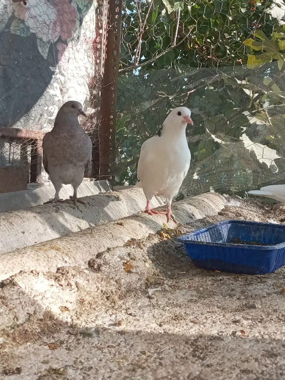 کنارخیس|پرنده|وحیدیه, |دیوار