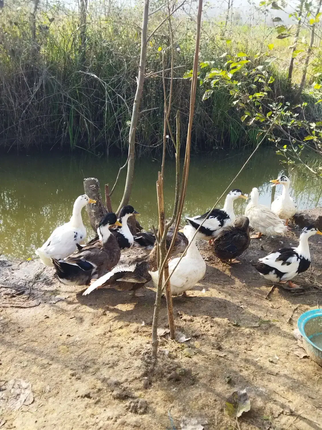 فروش تعدادی از اردک های گوشتی|حیوانات مزرعه|لنگرود, |دیوار