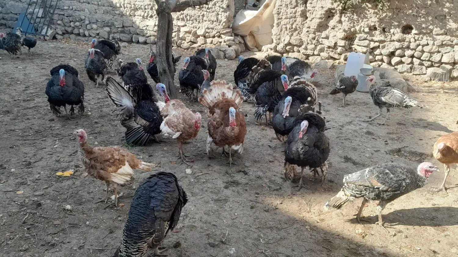 گوشتی|حیوانات مزرعه|مشگین شهر, |دیوار