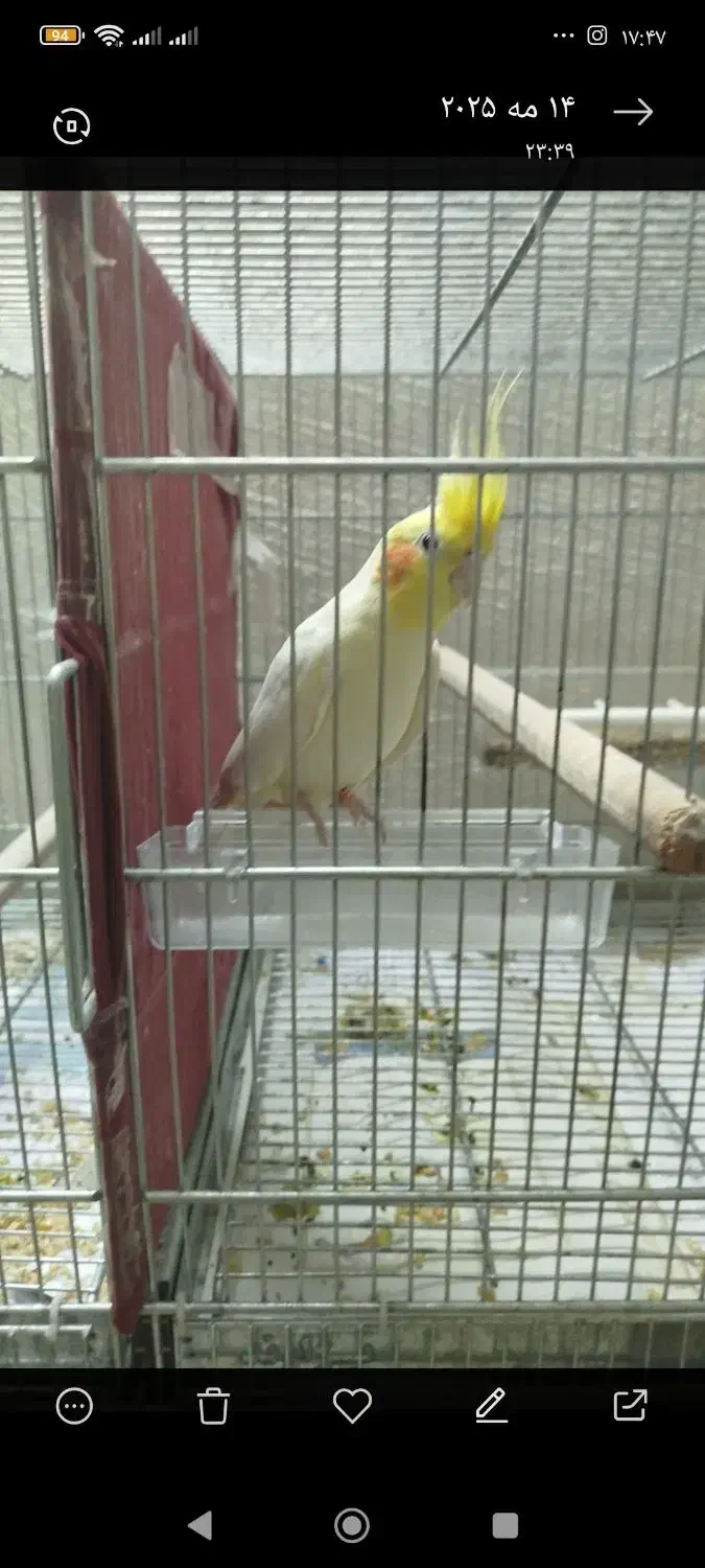 جفت مولد .بشرط عروس هلندی لوتینو|پرنده|ملایر, |دیوار