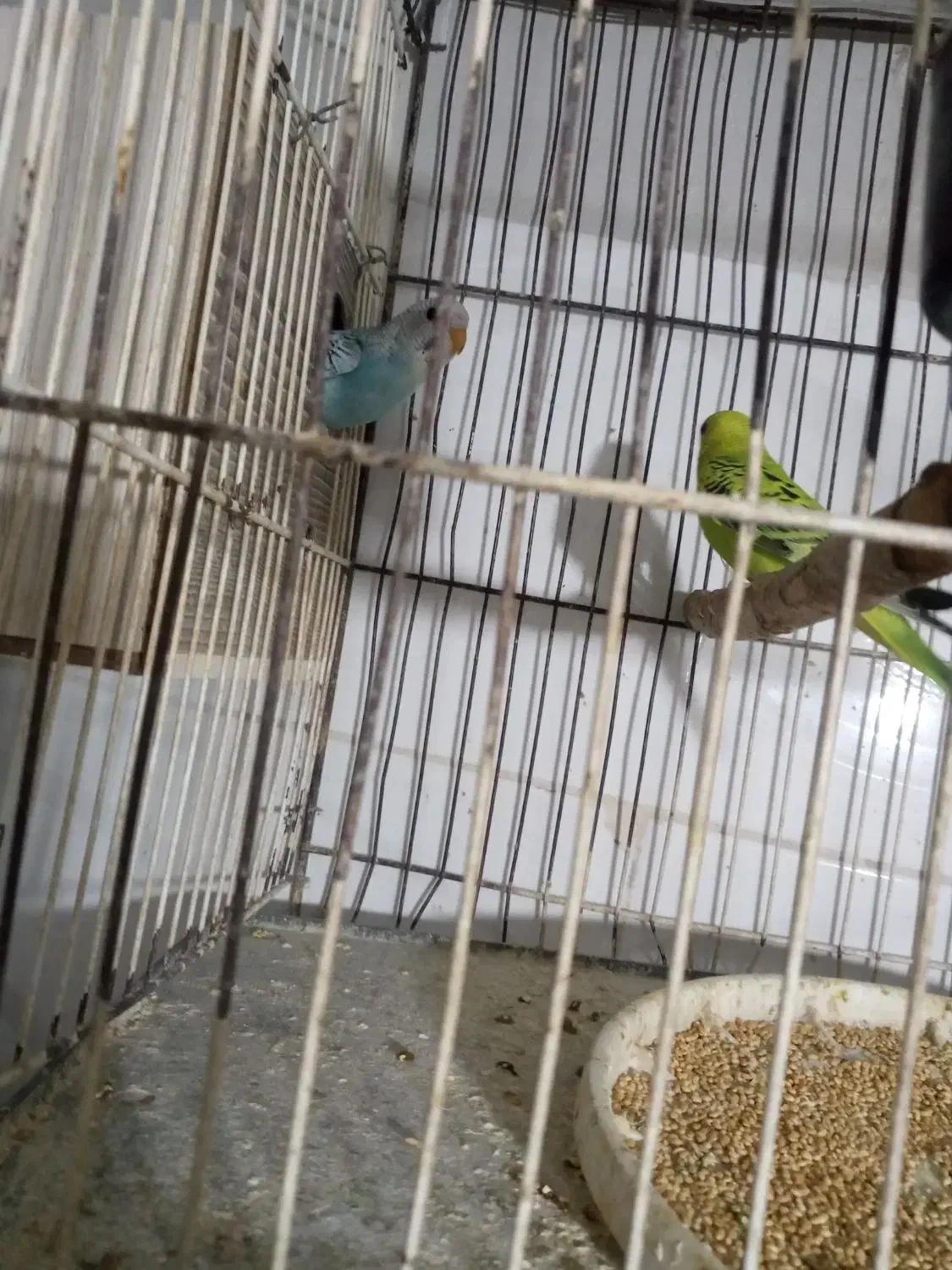 مرغ عشق|پرنده|تربت جام, معدآباد|دیوار