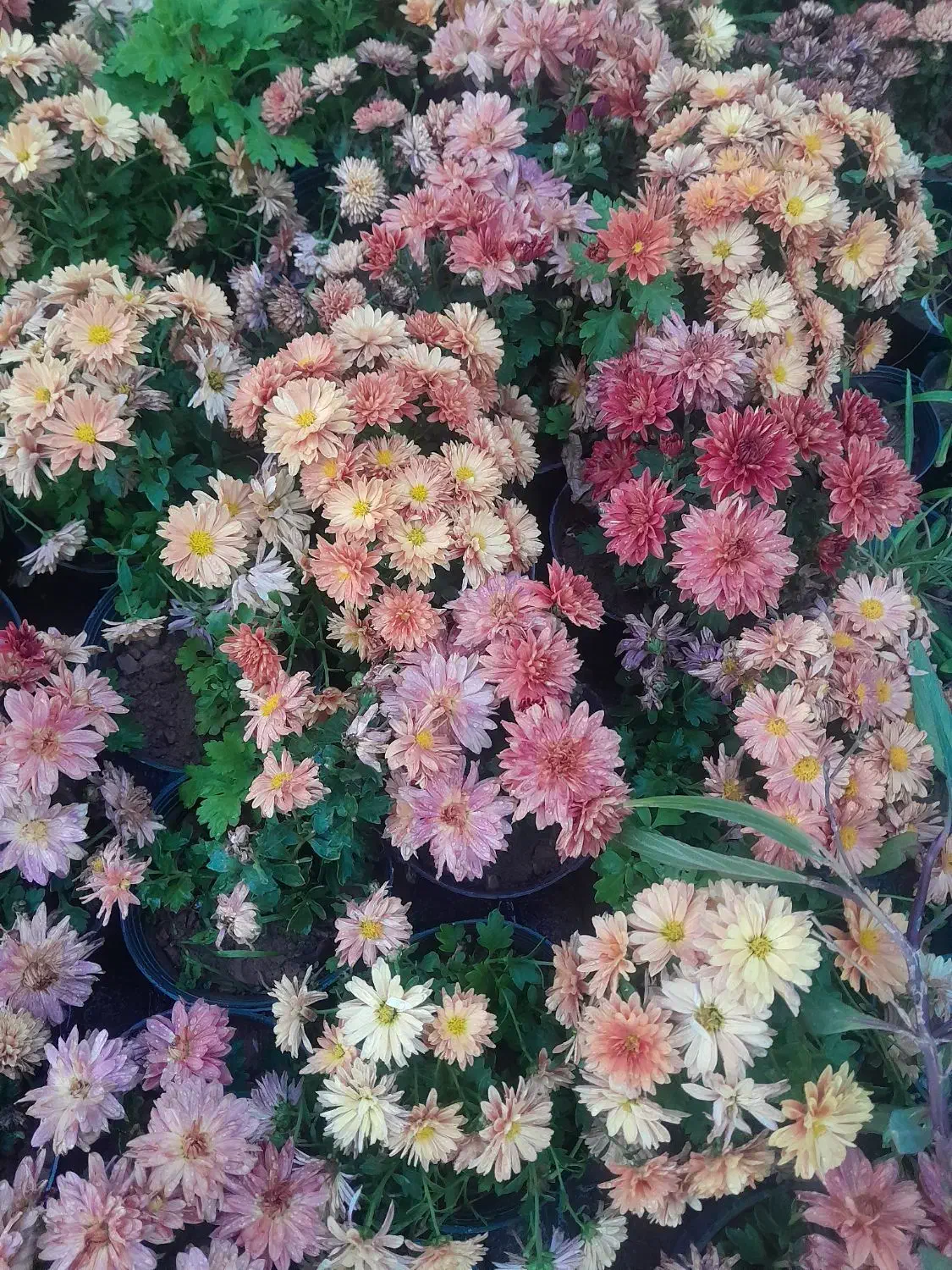 باغبانی،باغچه،گلکاری|خدمات باغبانی و درختکاری|سمنان, |دیوار