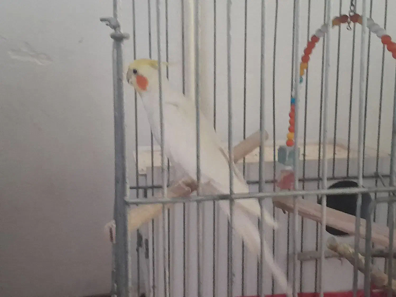 عروس هلندی|پرنده|اسلام‌شهر, شهرک محمدیه|دیوار