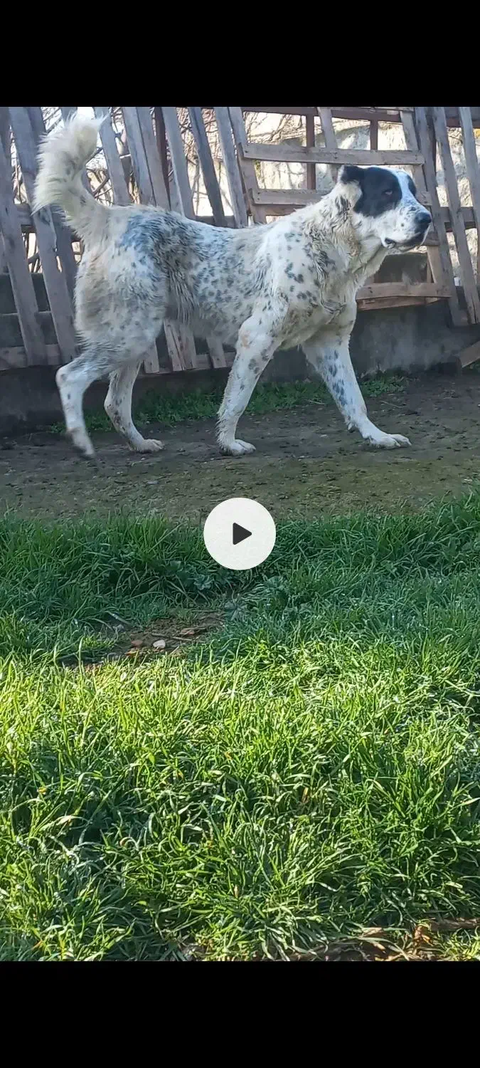 مژدگانی برای سگ گمشده|حیوانات|سیجوال, |دیوار