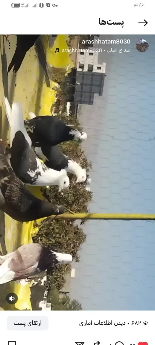 کبوتر شازده باپشدار|پرنده|محمدبار, |دیوار