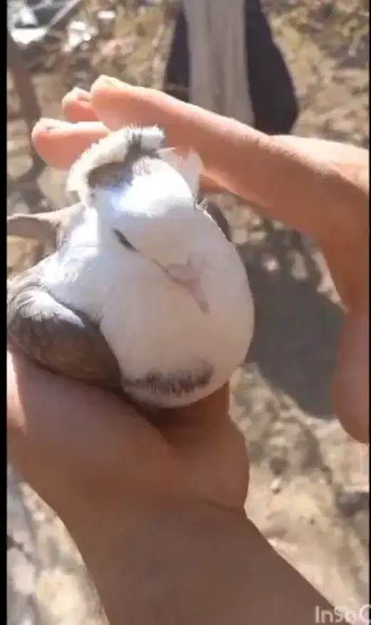 ماده مخمل تمیزمیزون|پرنده|ملک‌آباد, |دیوار