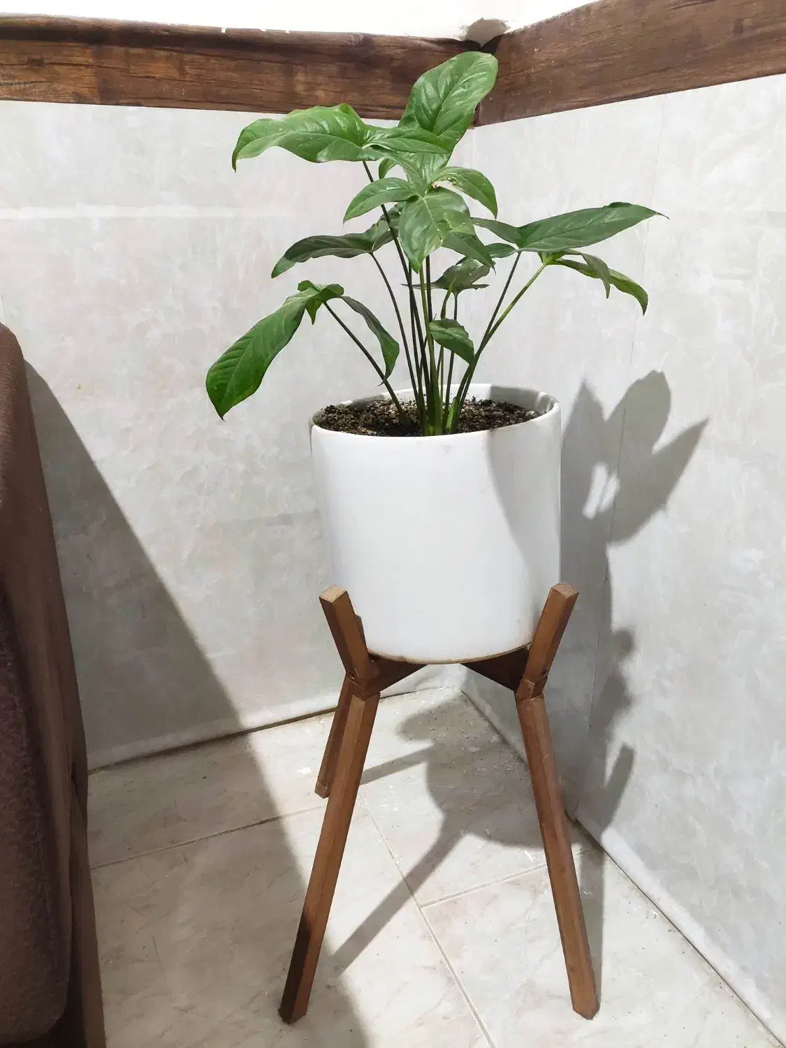 گلدان|گل و گیاه طبیعی|مشهد, شفا|دیوار