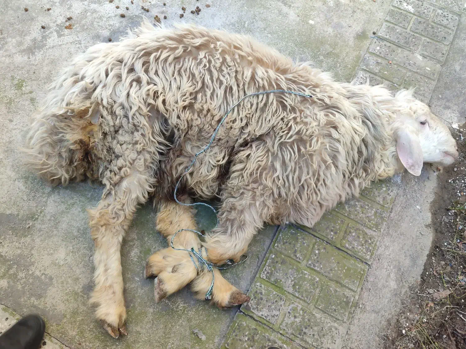 قصاب|خدمات پیشه و مهارت|گرگان, |دیوار