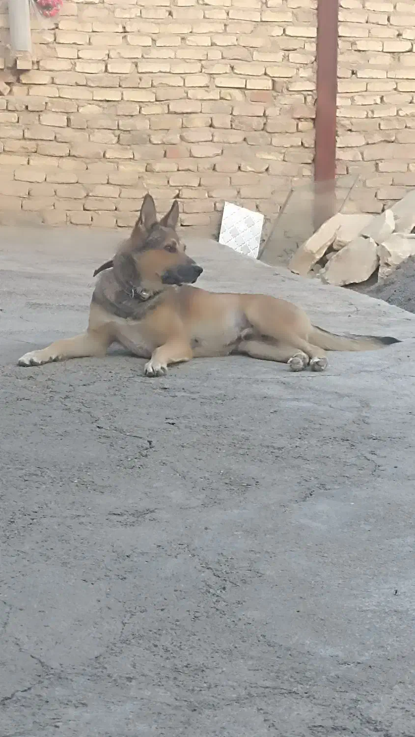 ژرمن شپرد|سگ|کبودرآهنگ, |دیوار