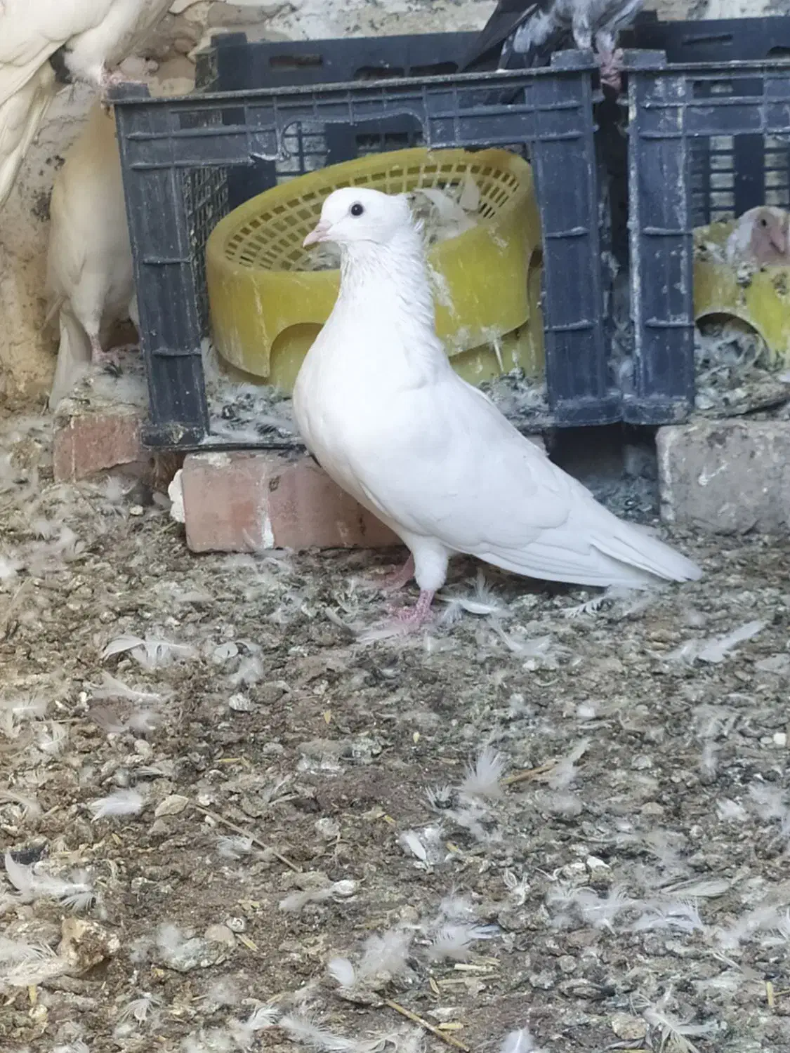 سه عدد کبوتر|پرنده|آبدانان, |دیوار