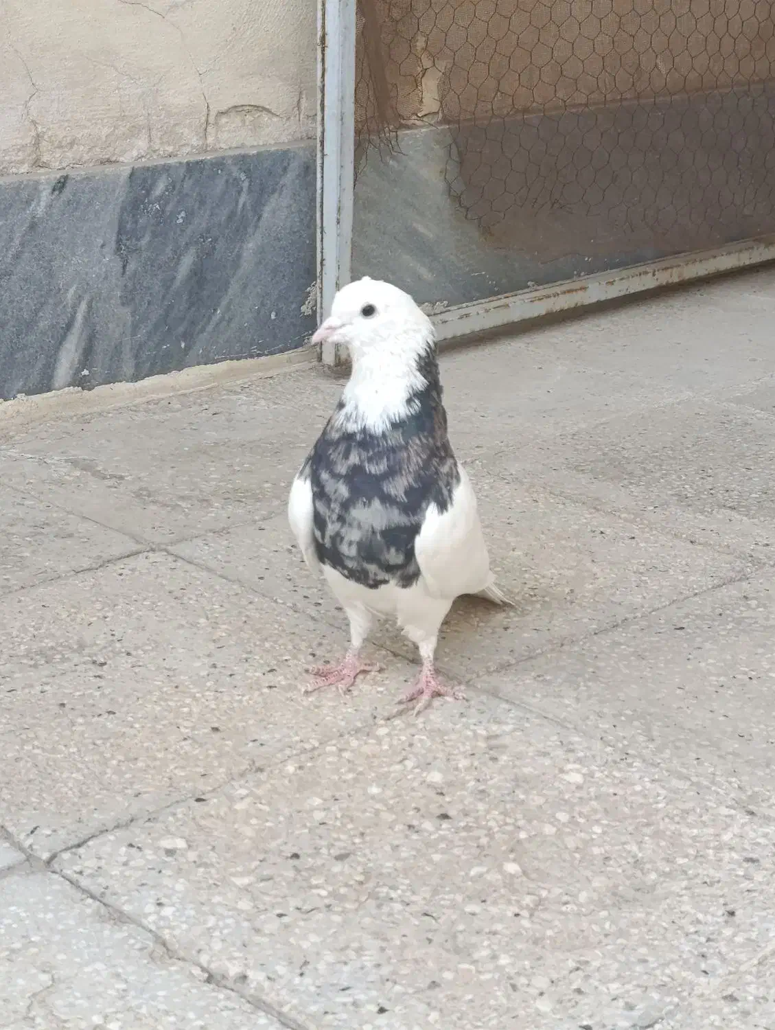 کبوتر|پرنده|نهبندان, |دیوار