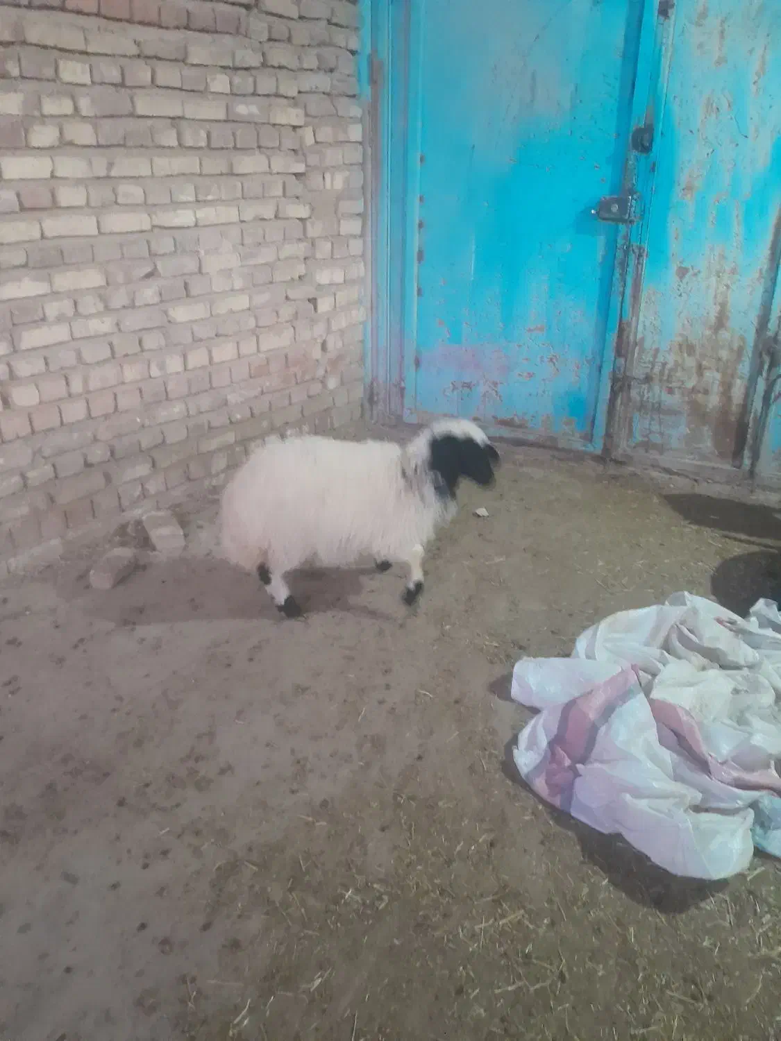 بره چاق|حیوانات مزرعه|یزدان شهر, |دیوار