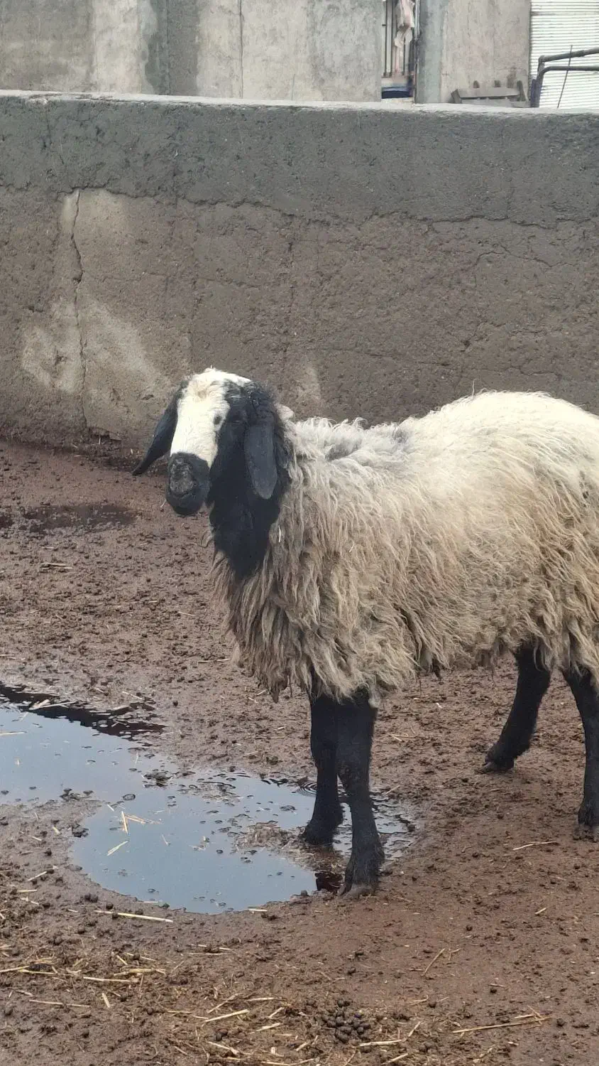 بره قوچی|حیوانات مزرعه|اسفرورین, |دیوار