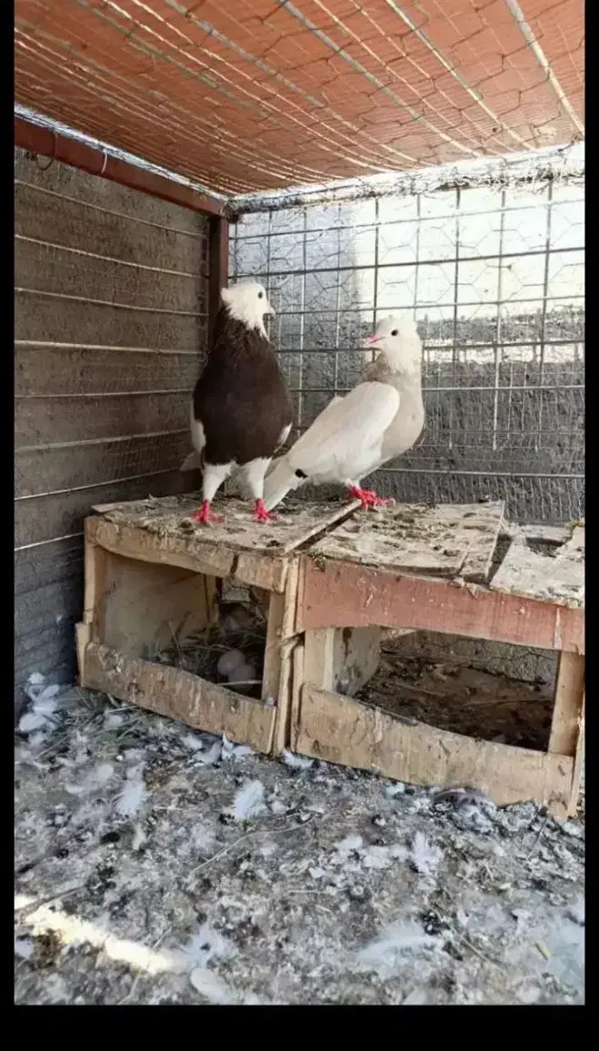 سه عدد طوقی|پرنده|کرمان, |دیوار