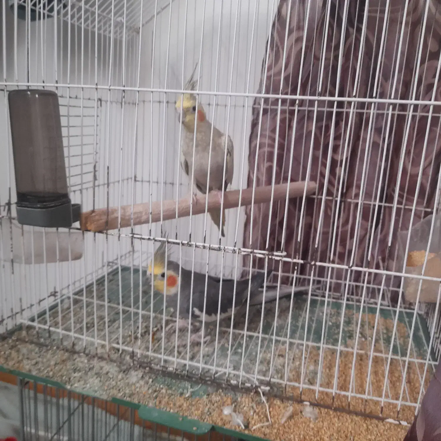 عروس هلندی|پرنده|منجیل, |دیوار