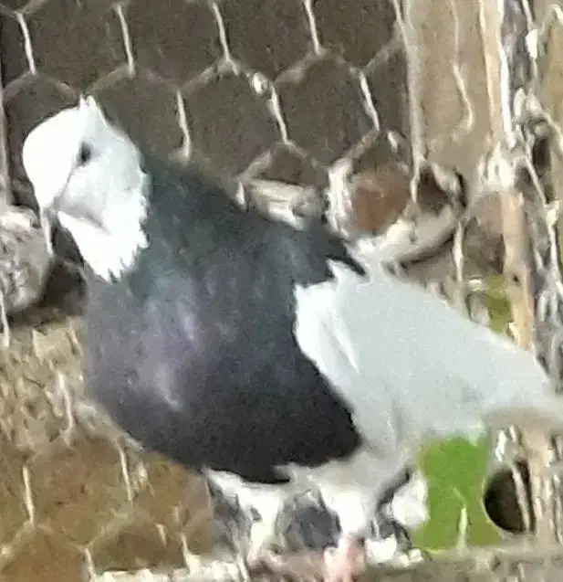 کبوتر شهرستانی( گرفتنی)|پرنده|تهران, علم و صنعت|دیوار