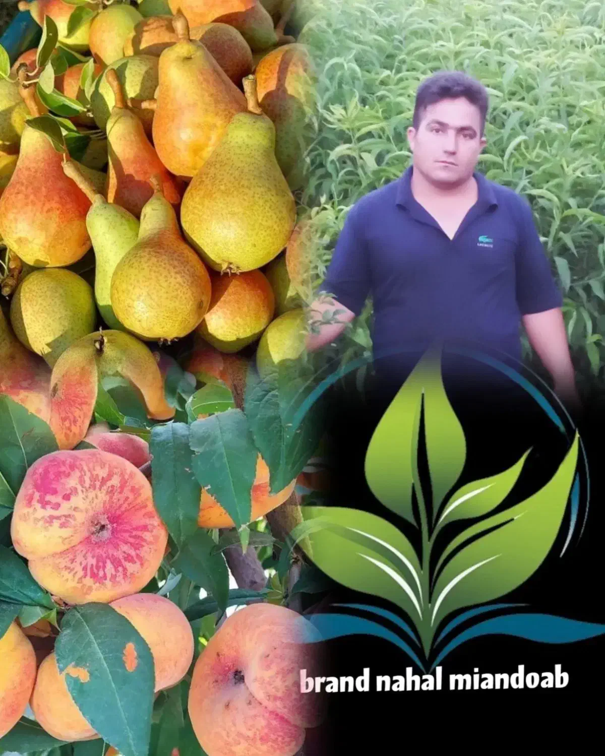 برای ادمین فروش نهال درصدی با من در ارتباط باشید|استخدام بازاریابی و فروش|گرگان, |دیوار