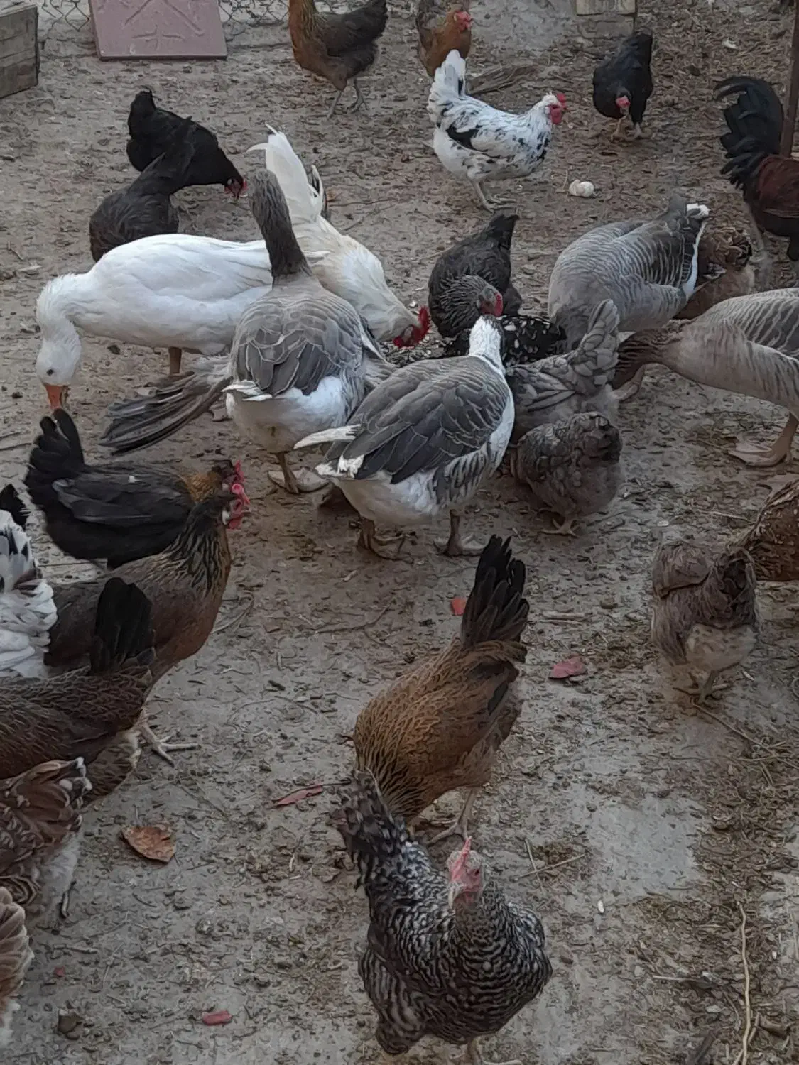 غازومرغ|حیوانات مزرعه|چمران, |دیوار