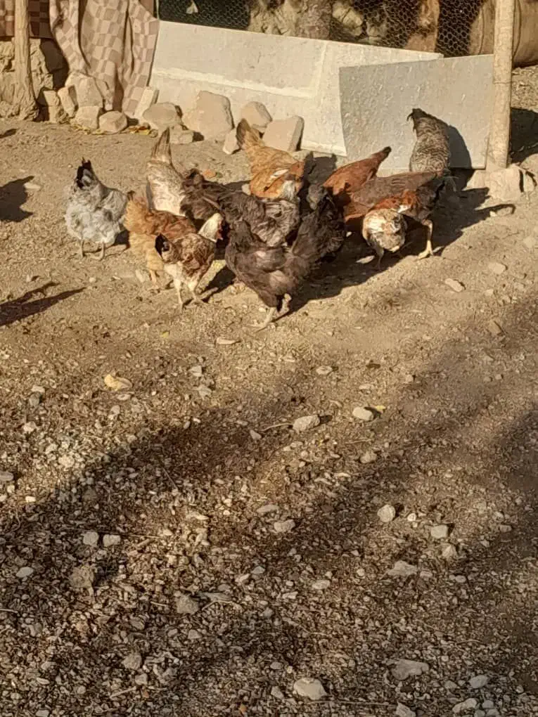 مرغ وخروس|حیوانات مزرعه|بیلوار, |دیوار