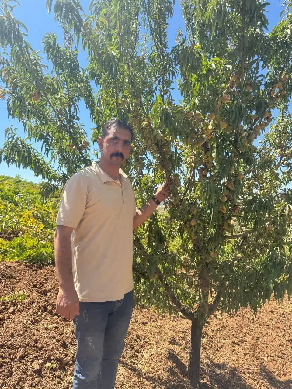 بادام ویژه سالم نهال|خدمات باغبانی و درختکاری|بوکان, |دیوار