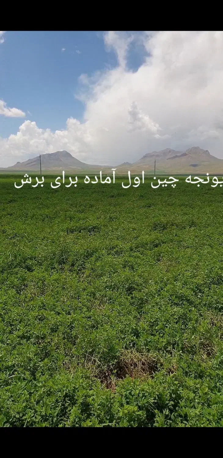 بذر پایه بلند یونجه همدانی منطقه خیرآباد|خدمات باغبانی و درختکاری|شراء, |دیوار