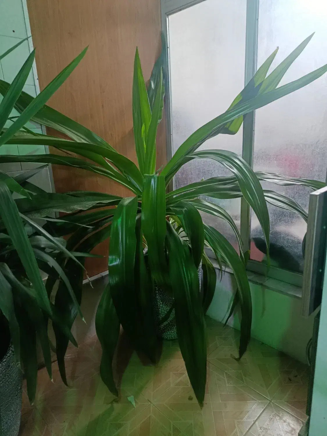 گل موزی بزرگ|گل و گیاه طبیعی|کرمان, |دیوار