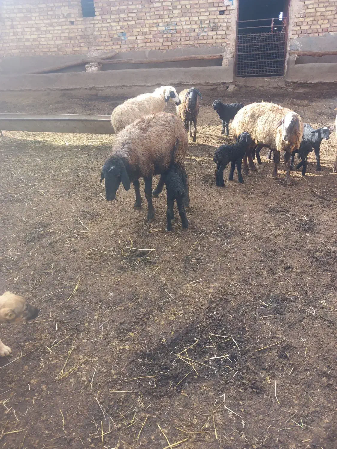 میش بردار|حیوانات مزرعه|بوئین زهرا, |دیوار