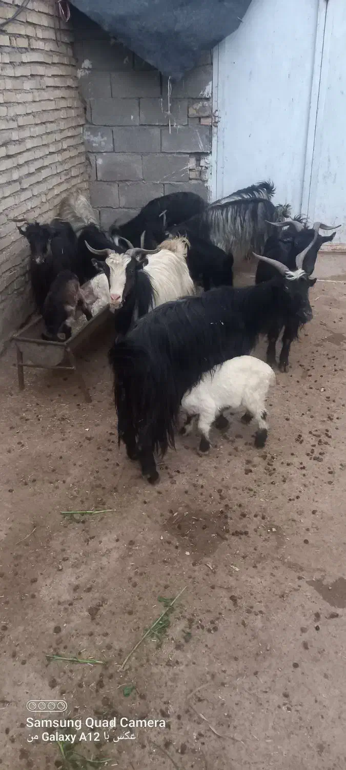 بز وبیگ|حیوانات مزرعه|شوشتر, |دیوار