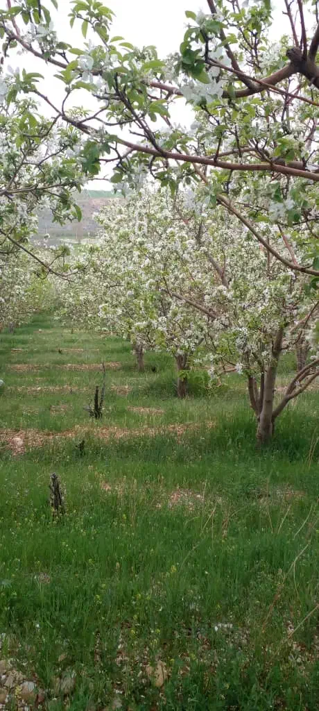فروش باغ سپیدان برشنه بین ۱۰۰۰ متر تا ۳۷۰۰ متر|فروش زمین و ملک کلنگی|سپیدان, |دیوار