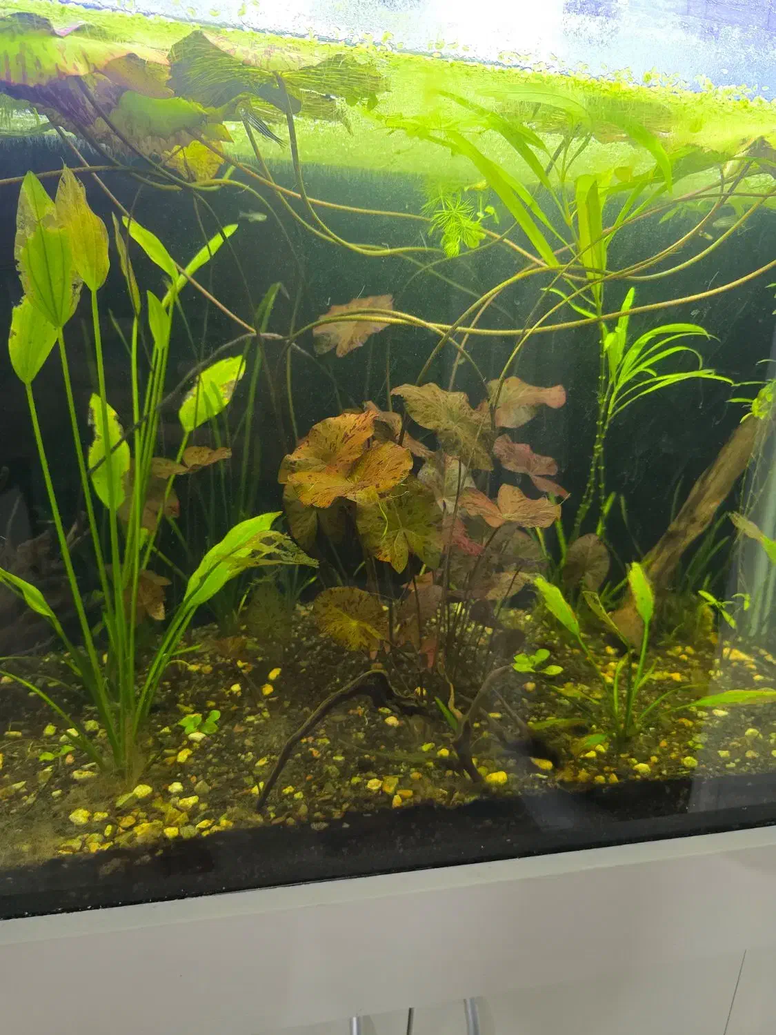 آکواریوم خم ۹۰ درجه کمدار پایه دار|ماهی|مشهد, فاطمیه|دیوار