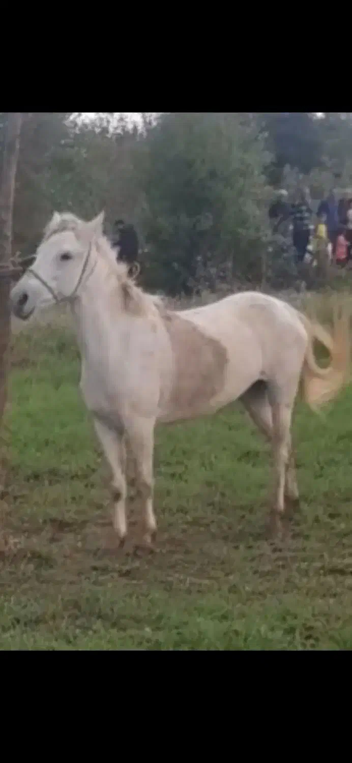 مادیان ۷سال نیله|اسب و تجهیزات اسب‌سواری|آستانه اشرفیه, |دیوار