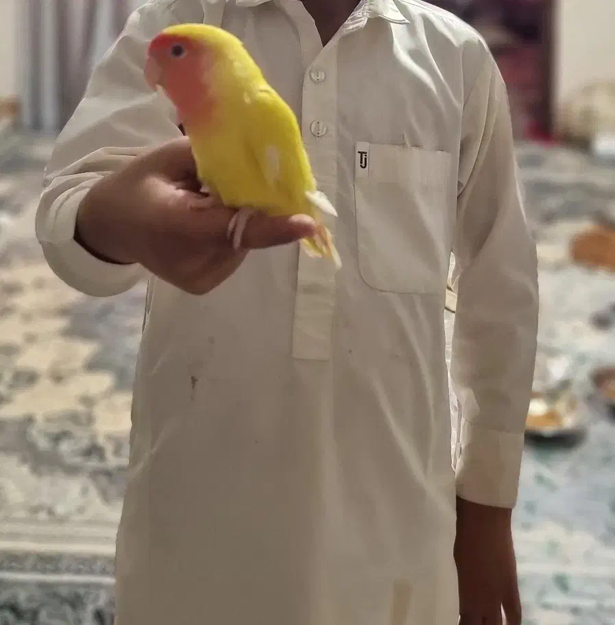 طوطی کوتوله|پرنده|سراوان, |دیوار