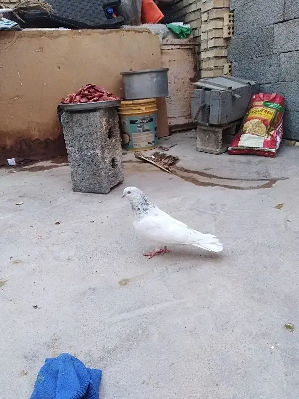 شیخ ابری|پرنده|بندر ماهشهر, |دیوار