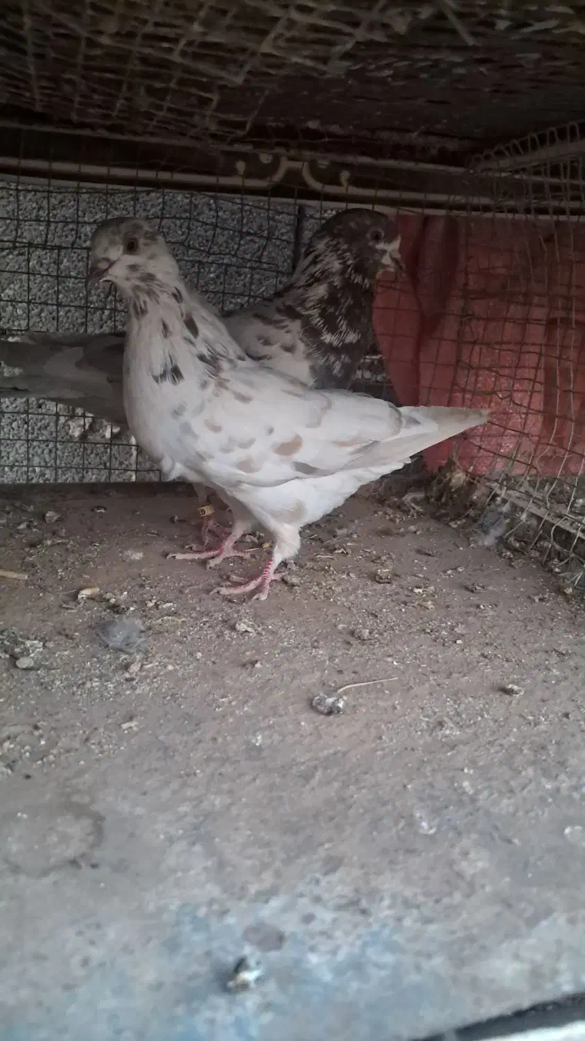 کبوتر نر و ماده|پرنده|سمنان, |دیوار