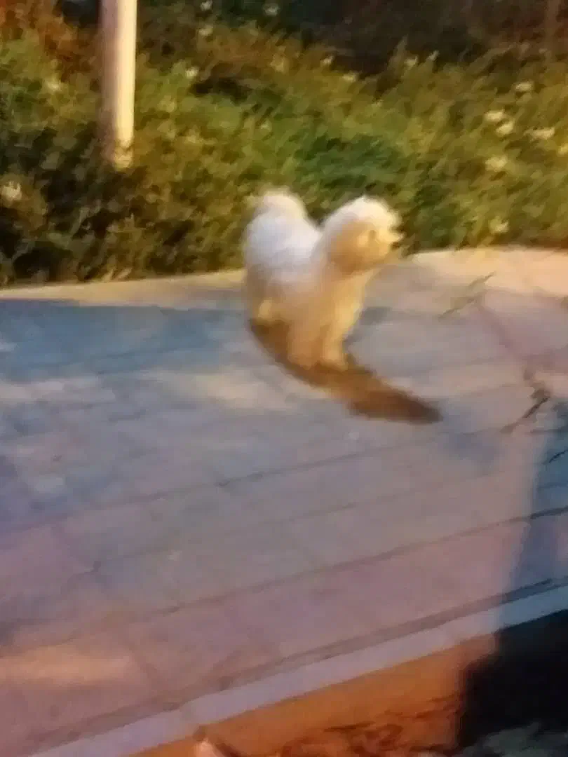 باسلام یک عدد توله سگ سفید ماده بفروش میرسد|سگ|قم, شاه سید علی|دیوار