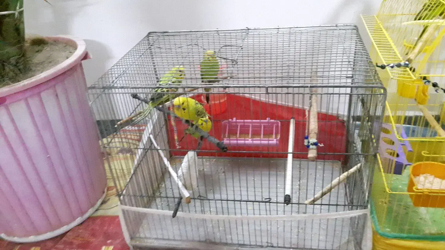 مرع عشق|پرنده|خوی, |دیوار