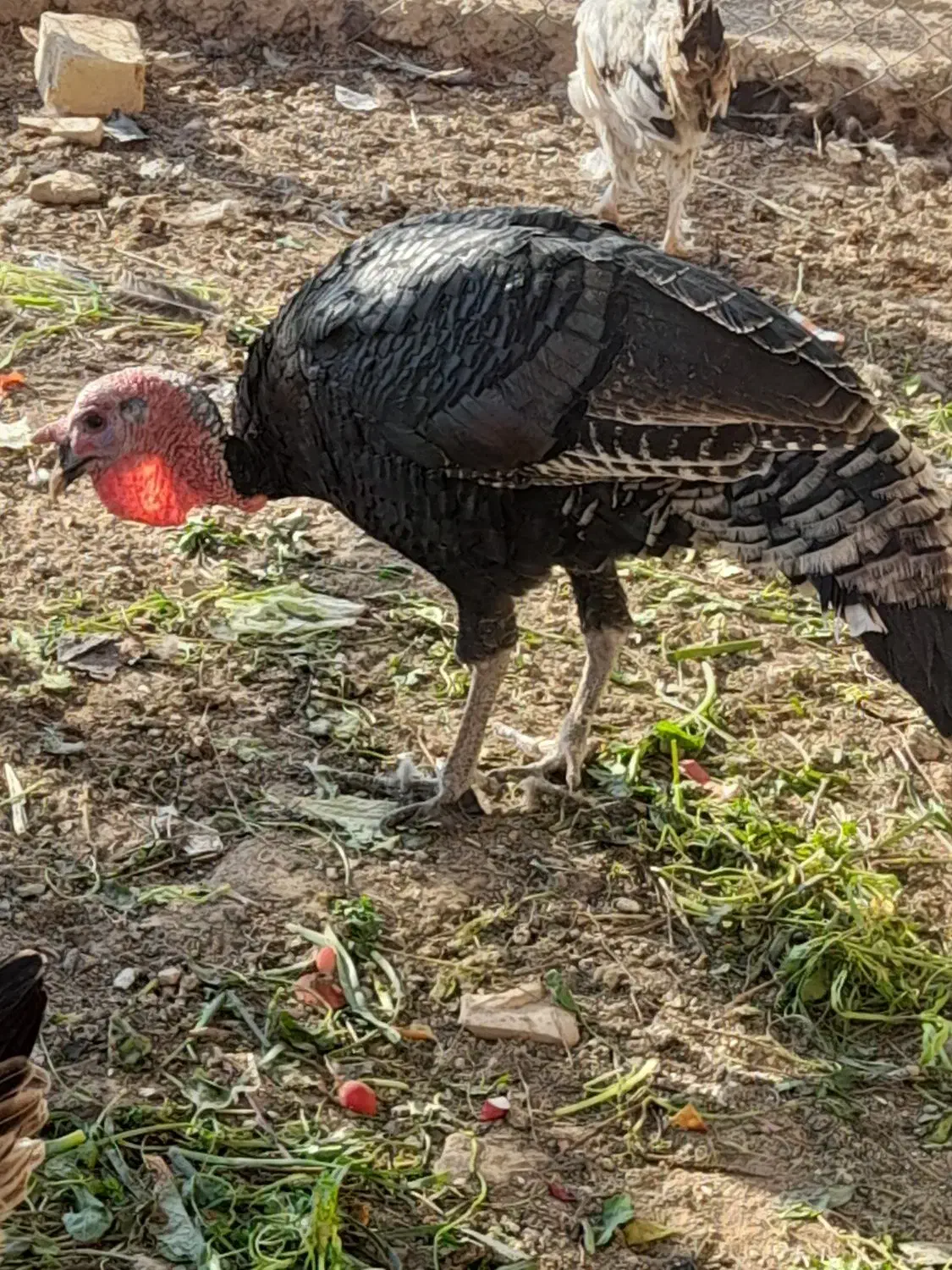 بوقلمون نر و ماده|حیوانات مزرعه|آران و بیدگل, |دیوار